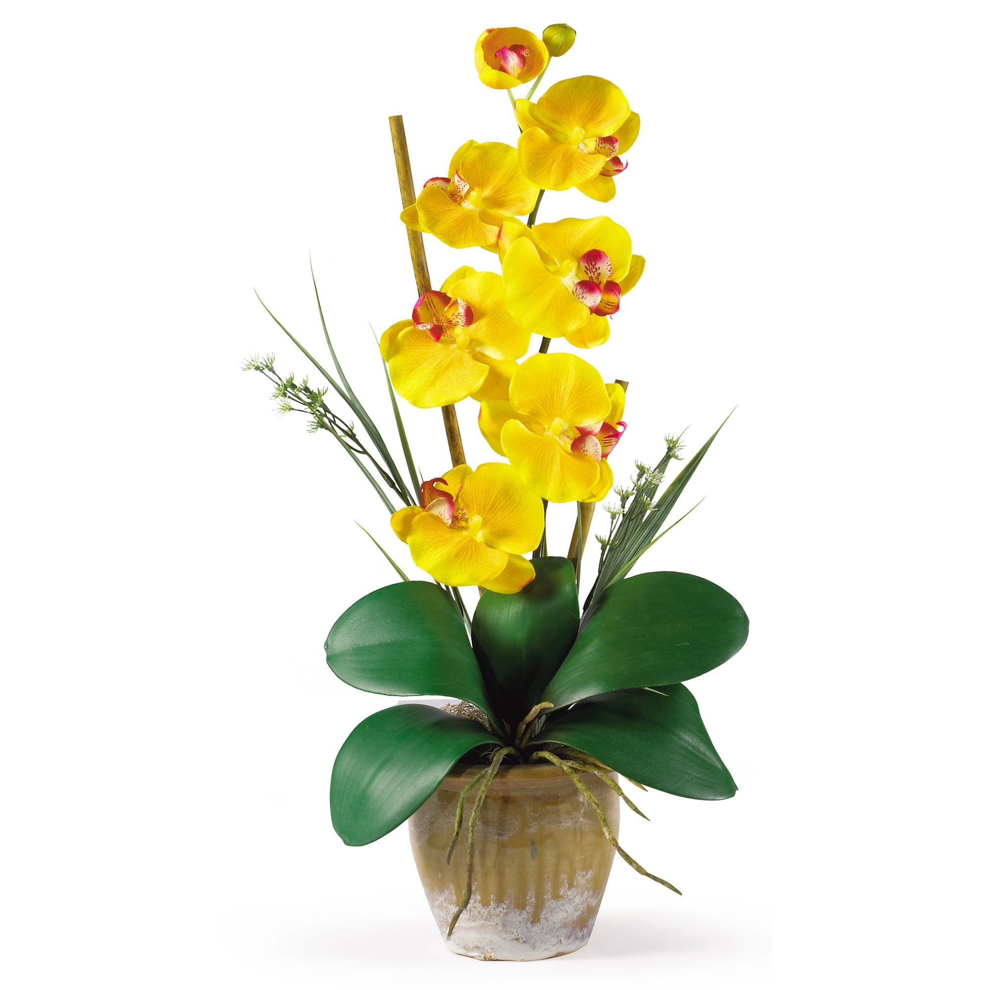 Single Stem Phalaenopsis Gold Yellow
