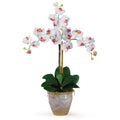 Triple Stem Phalaenopsis White