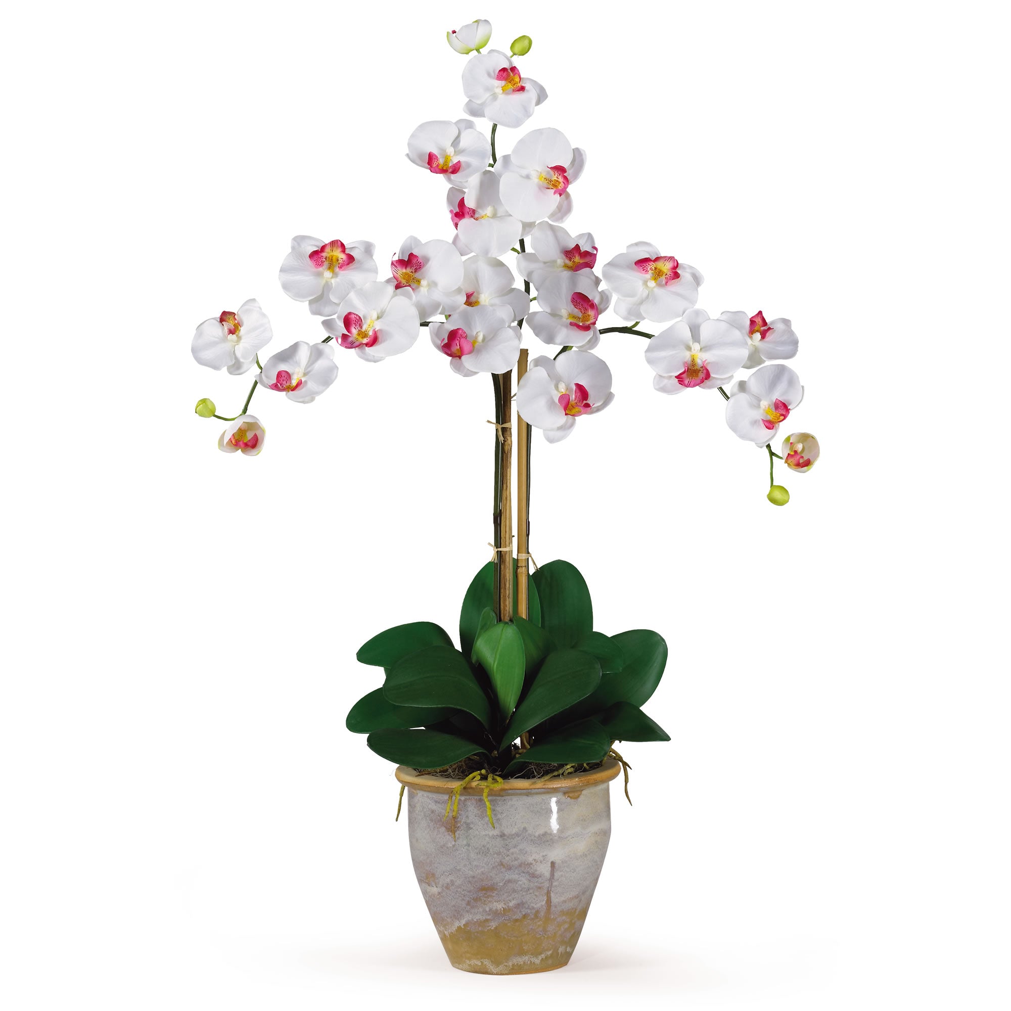 Triple Stem Phalaenopsis White