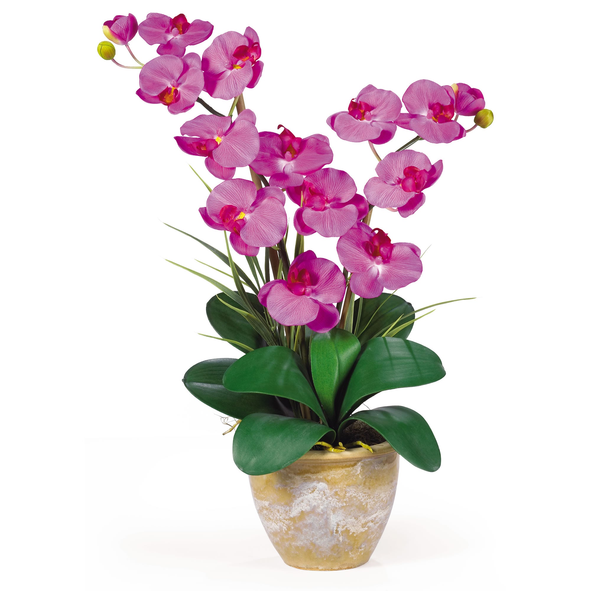 Double Stem Phalaenopsis Orchid