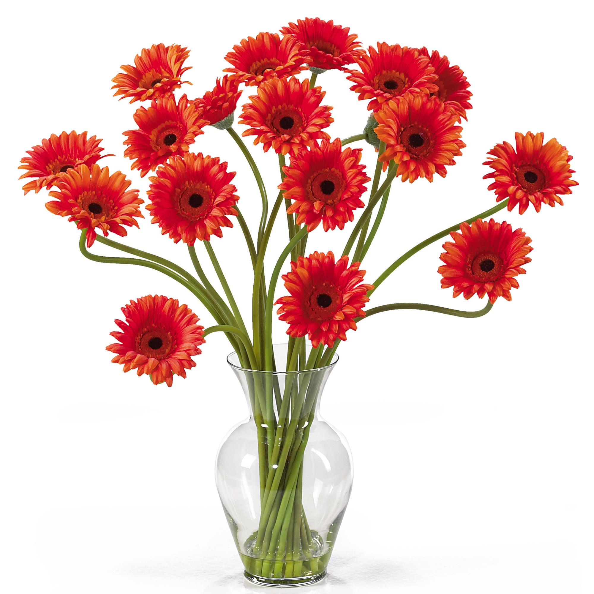 Gerber Daisy Liquid Illusion - Orange
