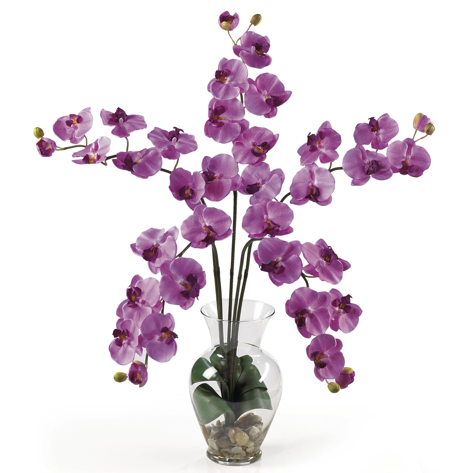 Five Stem Phalaenopsis Liquid Illusion Mauve