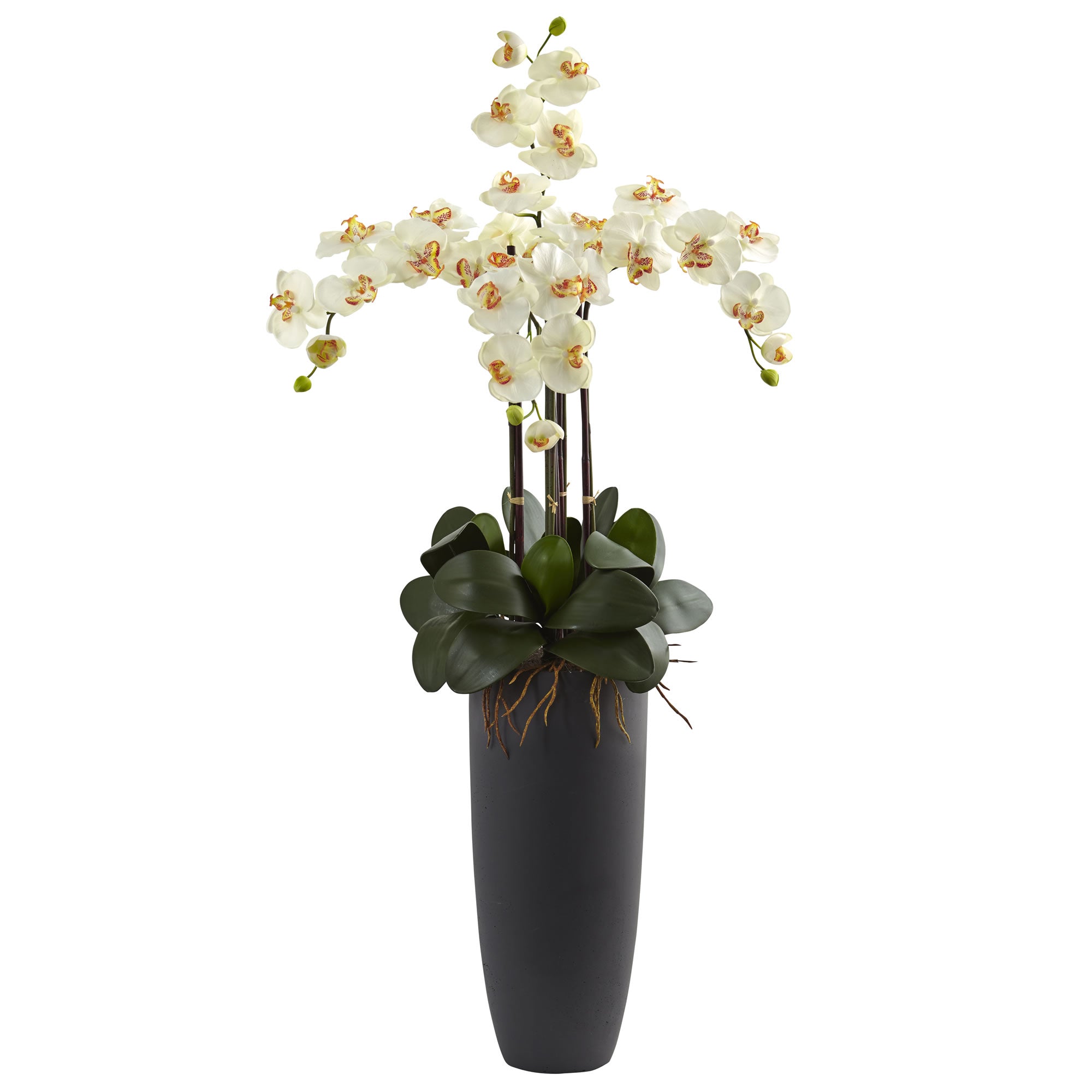 41" Phalaenopsis Orchid Arrangement with Bullet Plnter Cream
