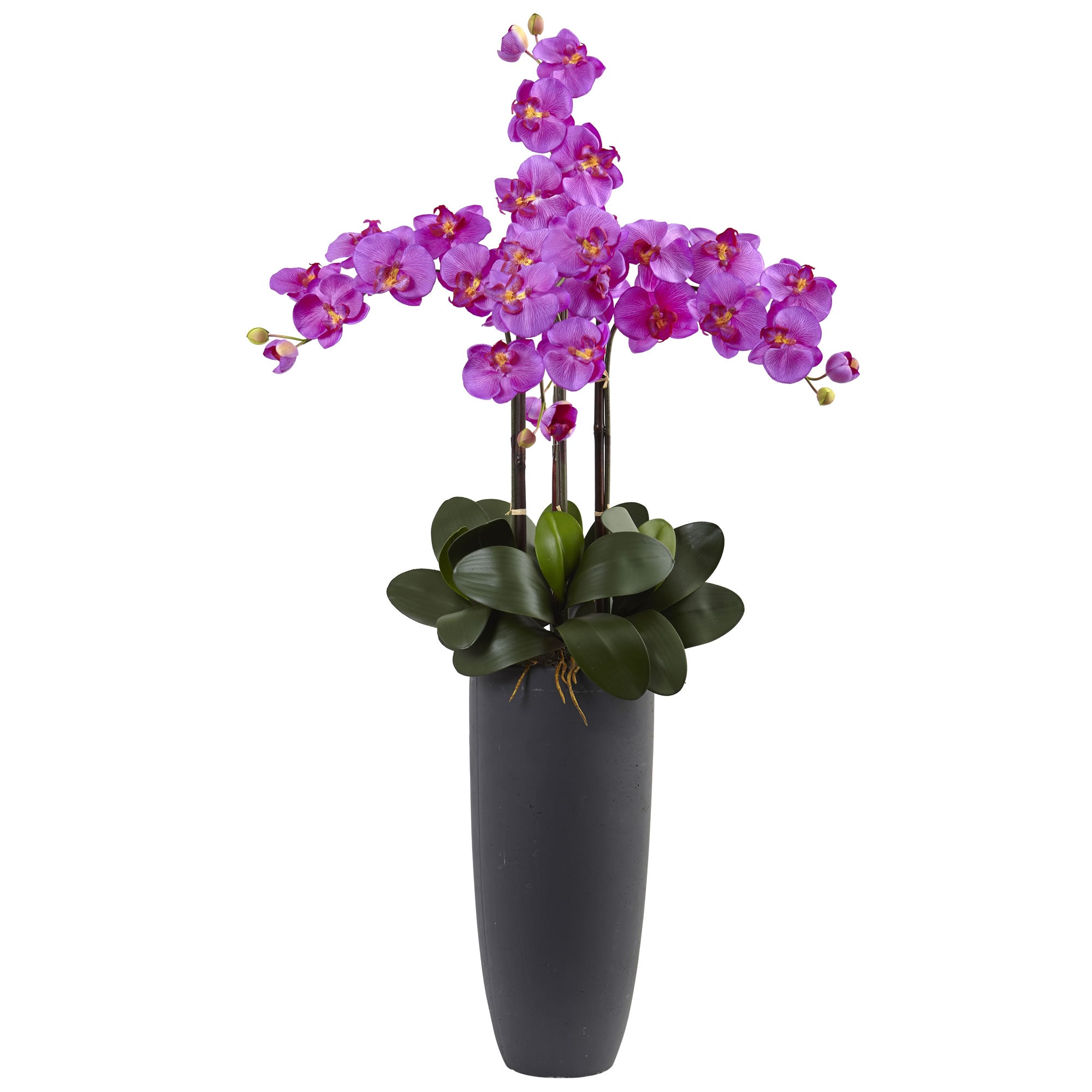 41" Phalaenopsis Orchid Arrangement with Bullet Plntr Orchid