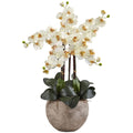 36" Phalaenopsis Orchid Arrangement with Sand Colored Cream