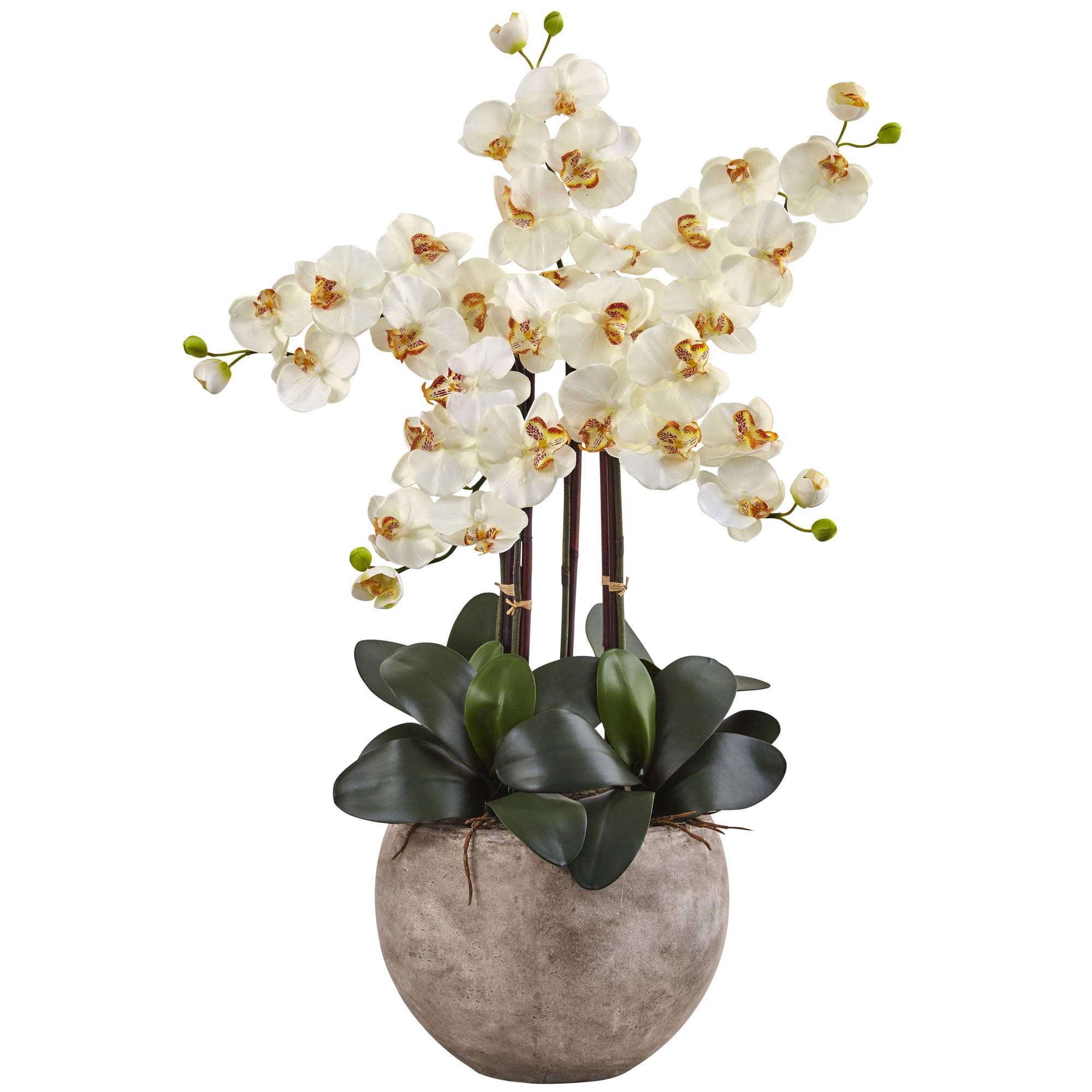 36" Phalaenopsis Orchid Arrangement with Sand Colored Cream