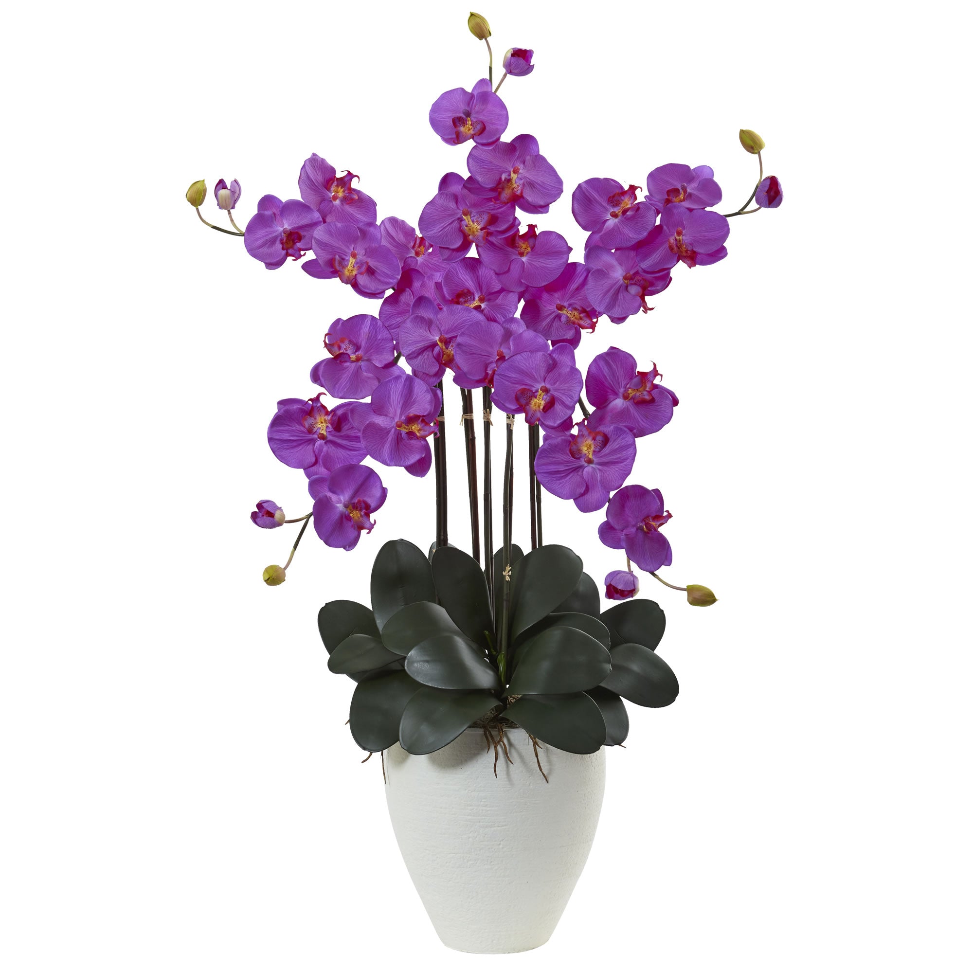 50" Giant Phalaenopsis Orchid Arrangement Orchid