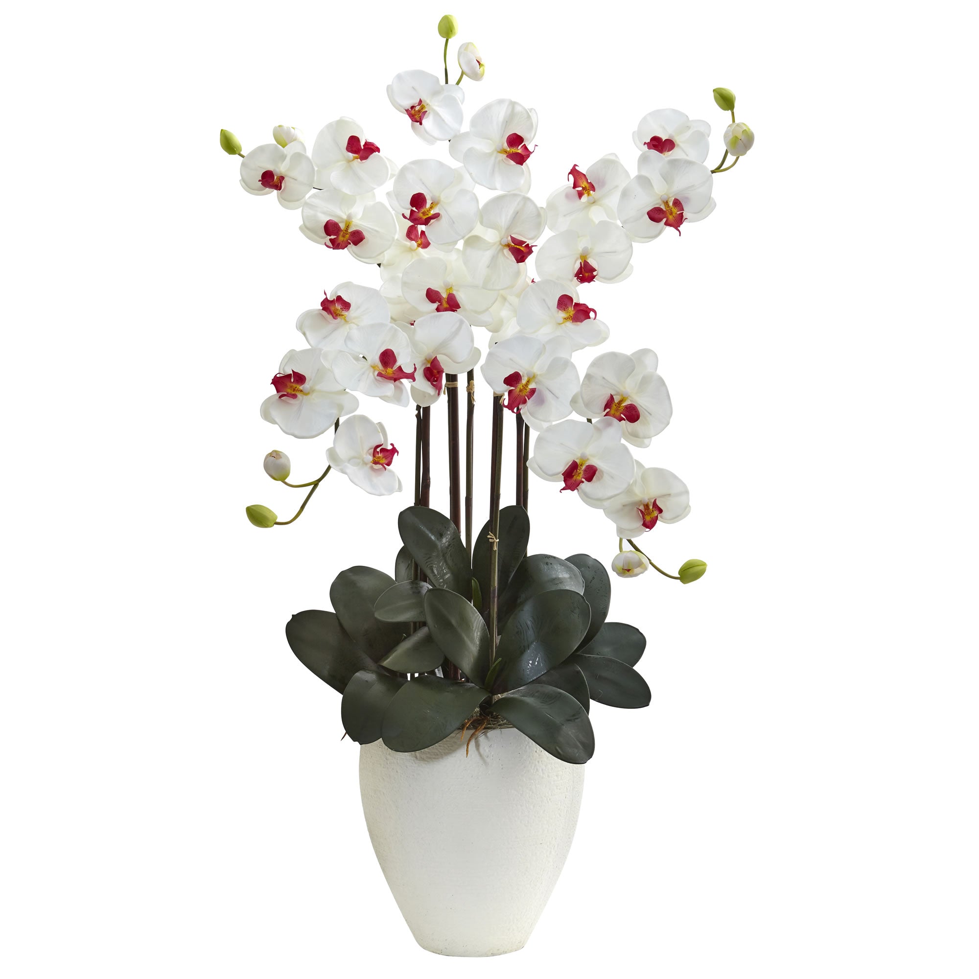 50" Giant Phalaenopsis Orchid Arrangement White