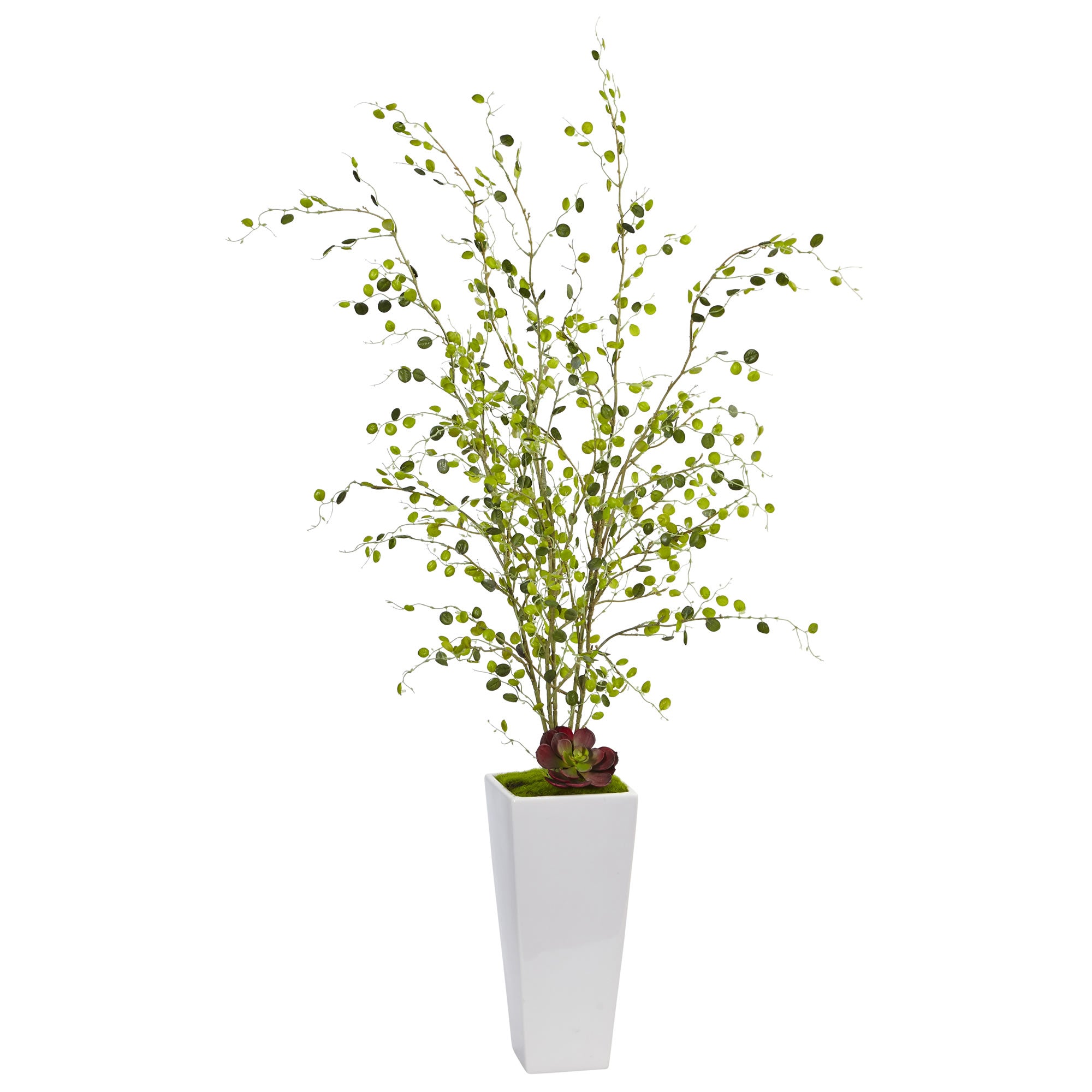 45" Night Willow in White Planter