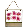 12" Gerber Daisy Garden in Hanging Frame