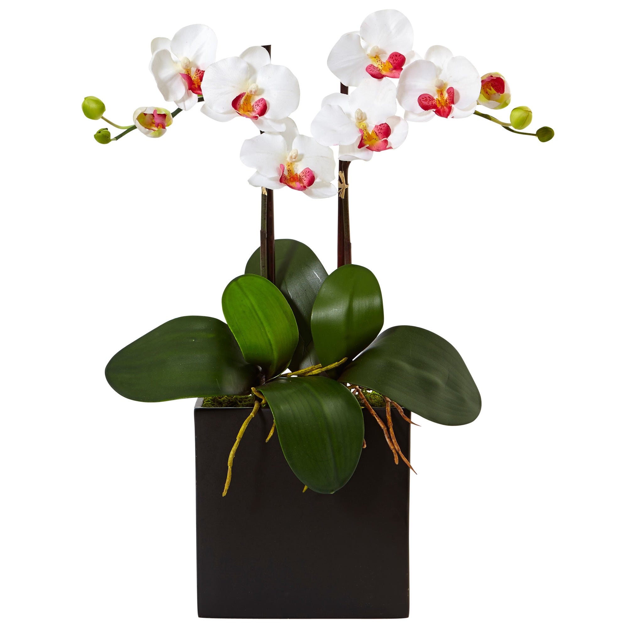18.5" Double Mini Phalaenopsis in Black Vase White