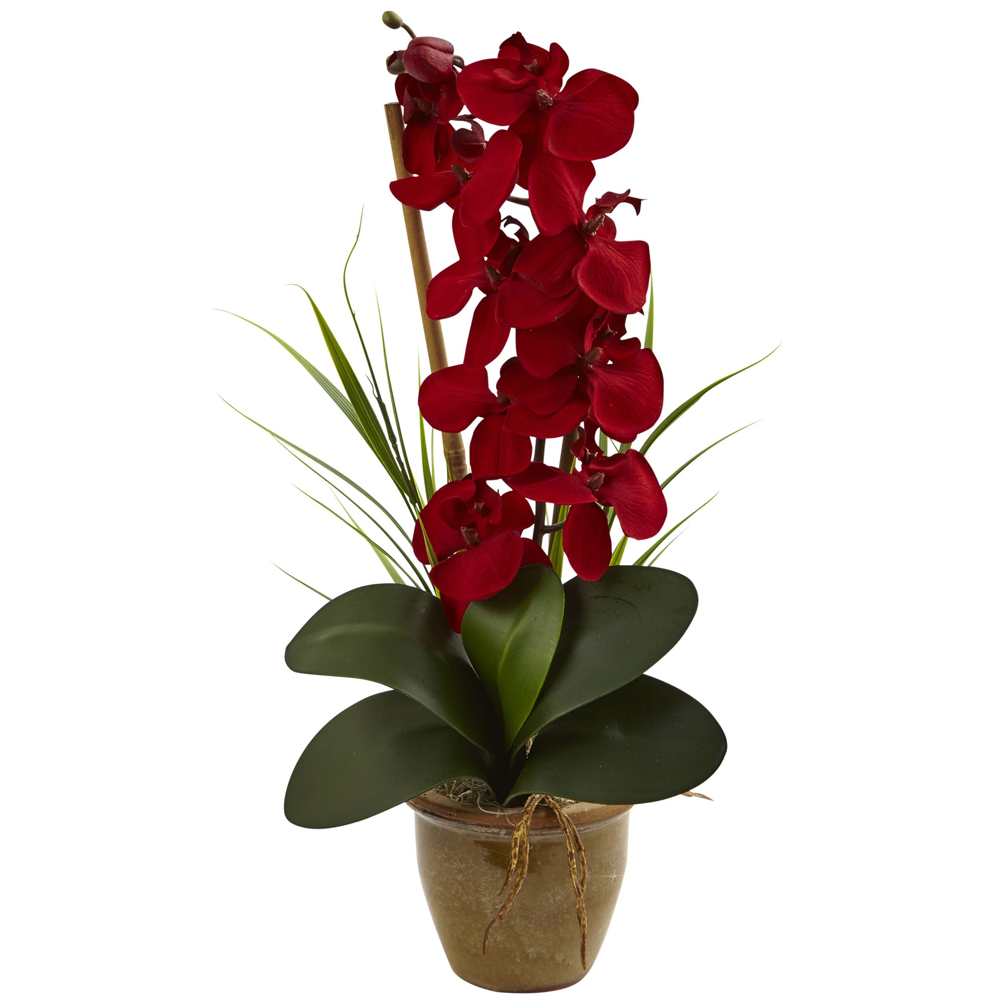 21" Seasonal Phalaenopsis Orchid Arrangement Red