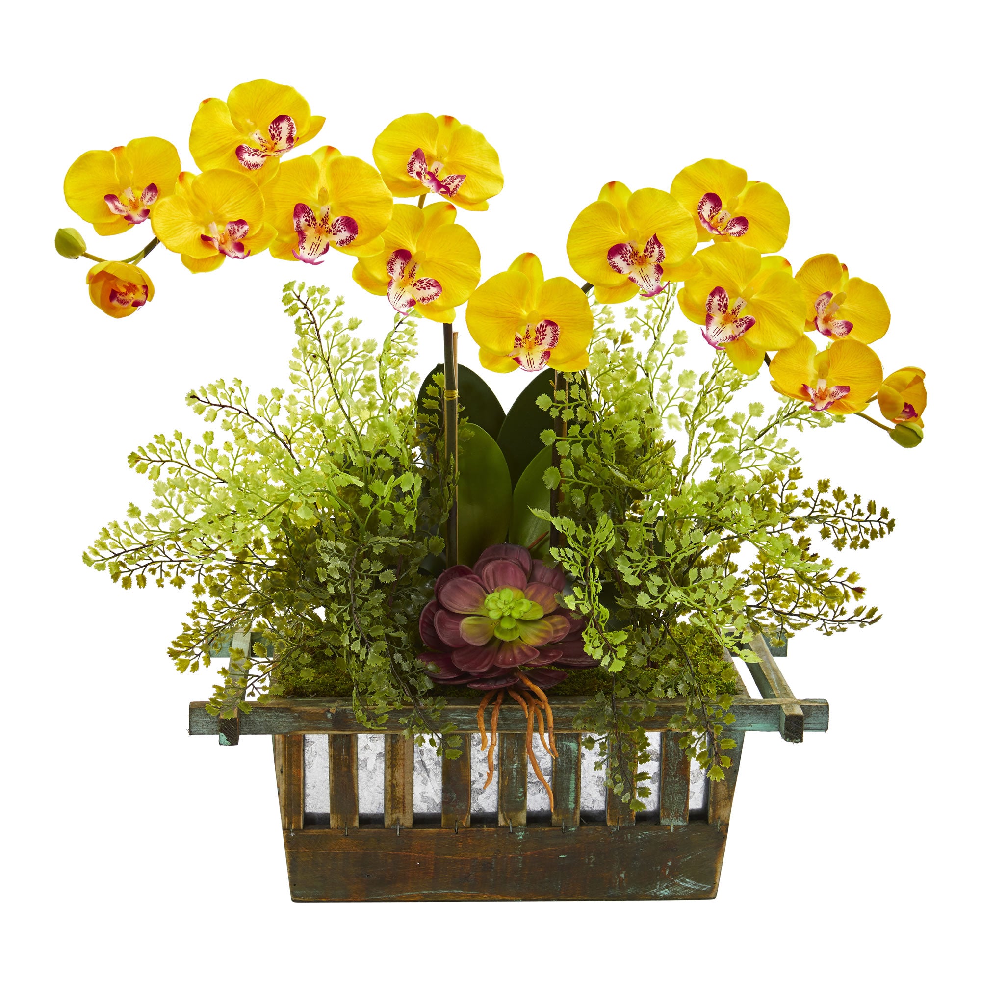 23" Orchid Succulent and Maiden Hair Arrangement