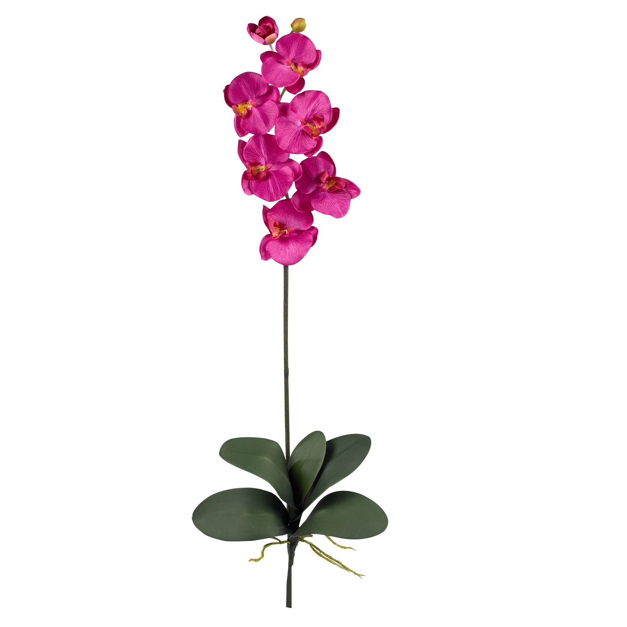 Phalaenopsis Stem (Set of 6) - Beauty