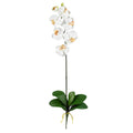 Phalaenopsis Stem (Set of 6) - Cream