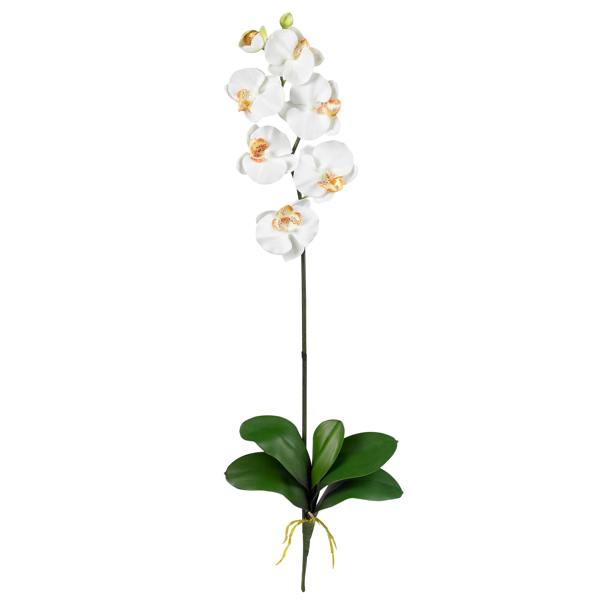 Phalaenopsis Stem (Set of 6) - Cream