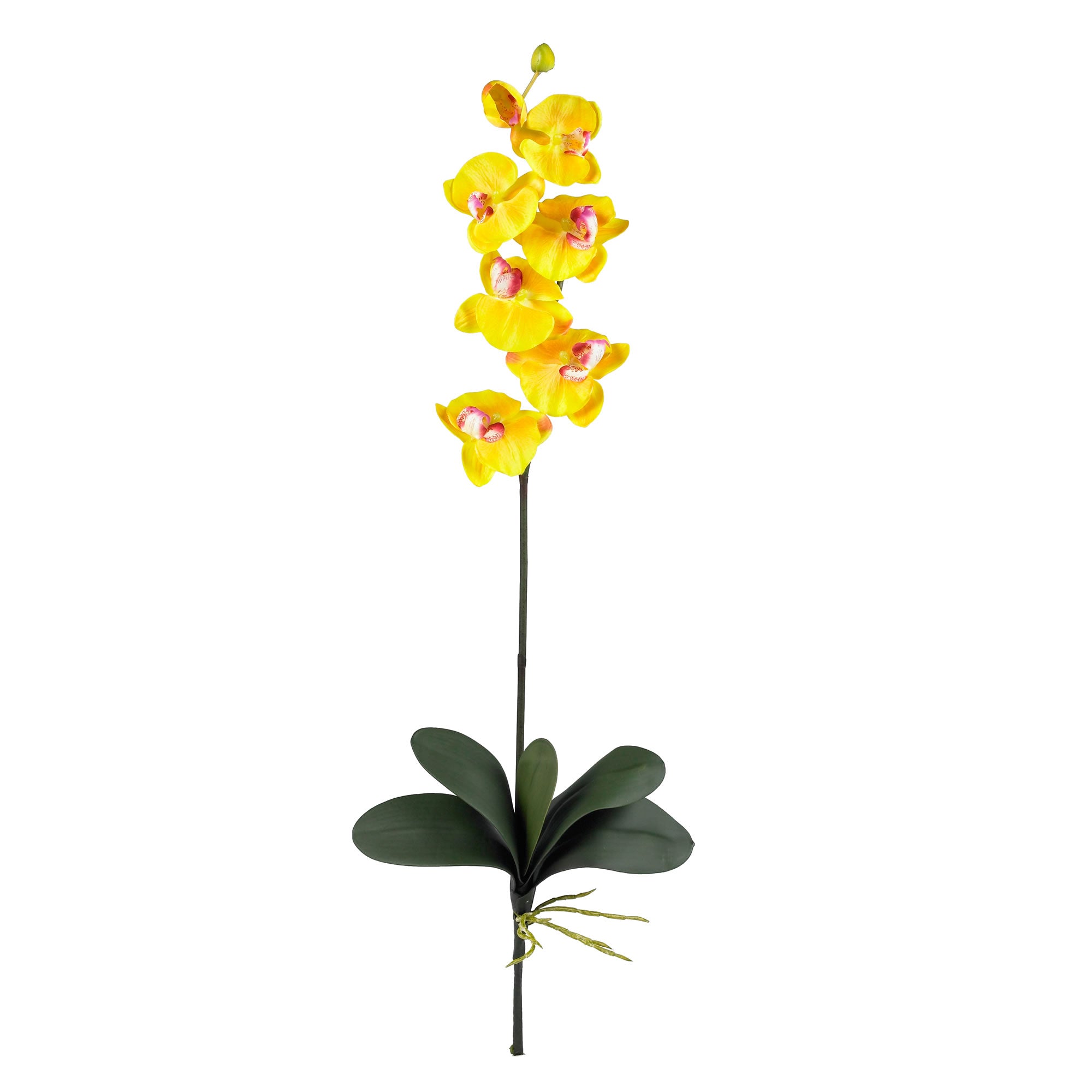 Phalaenopsis Stem (Set of 6) - Yellow