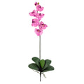 Phalaenopsis Stem (Set of 6) - Mauve