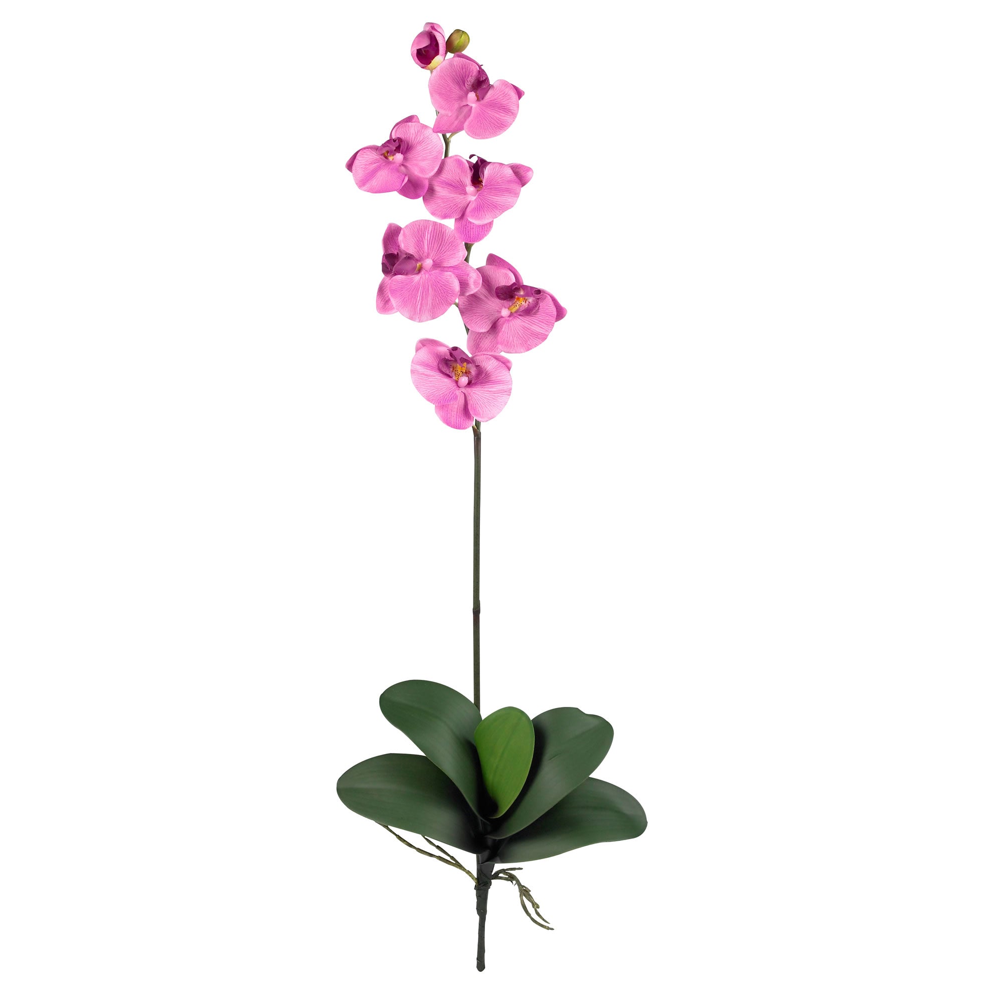 Phalaenopsis Stem (Set of 6) - Mauve