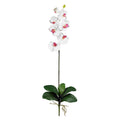 Phalaenopsis Stem (Set of 6) - White