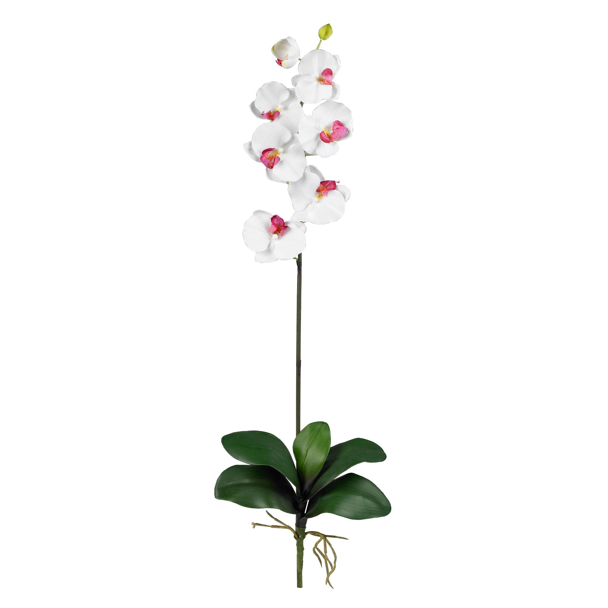 Phalaenopsis Stem (Set of 6) - White
