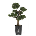 36" Bonsai Cedar Tree