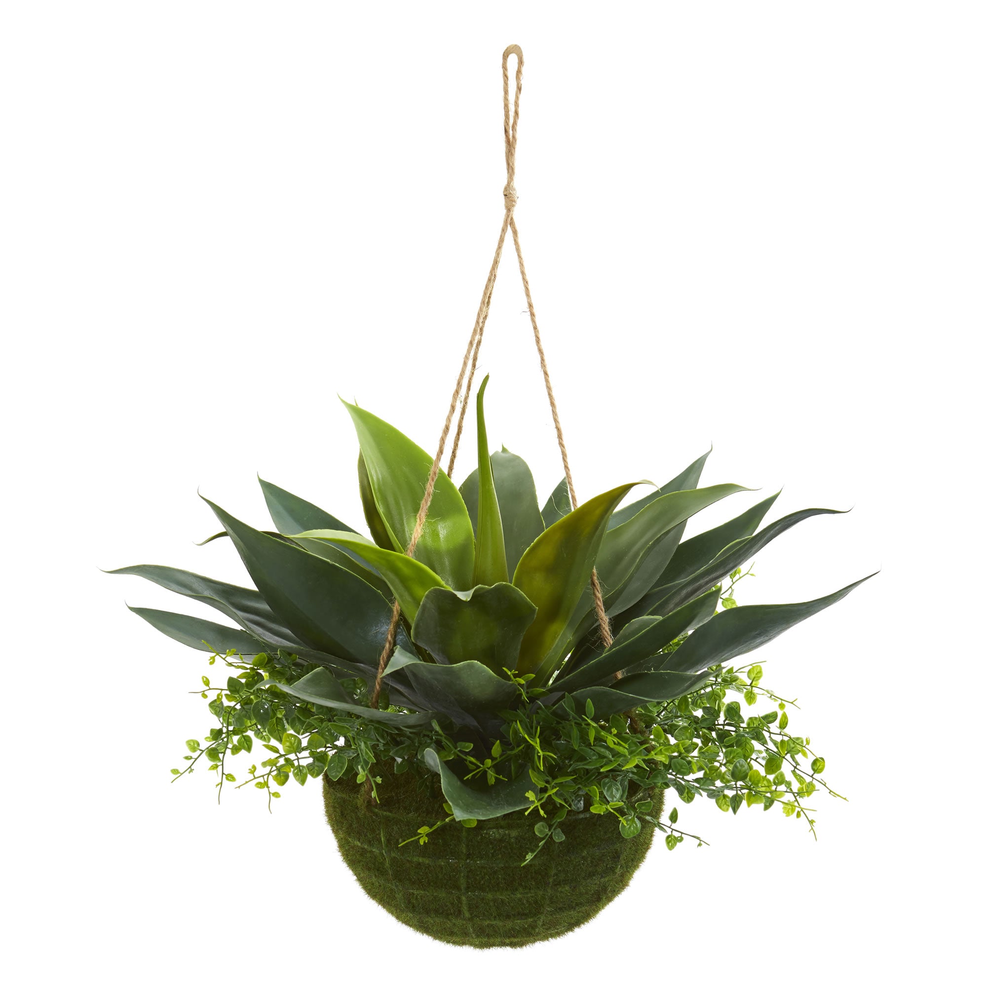 13" Agave and Maiden Hair Hanging Basket (Indoor/Outdoor)