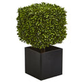 27" Boxwood Plant in Black Planter (indoor/Outdoor)