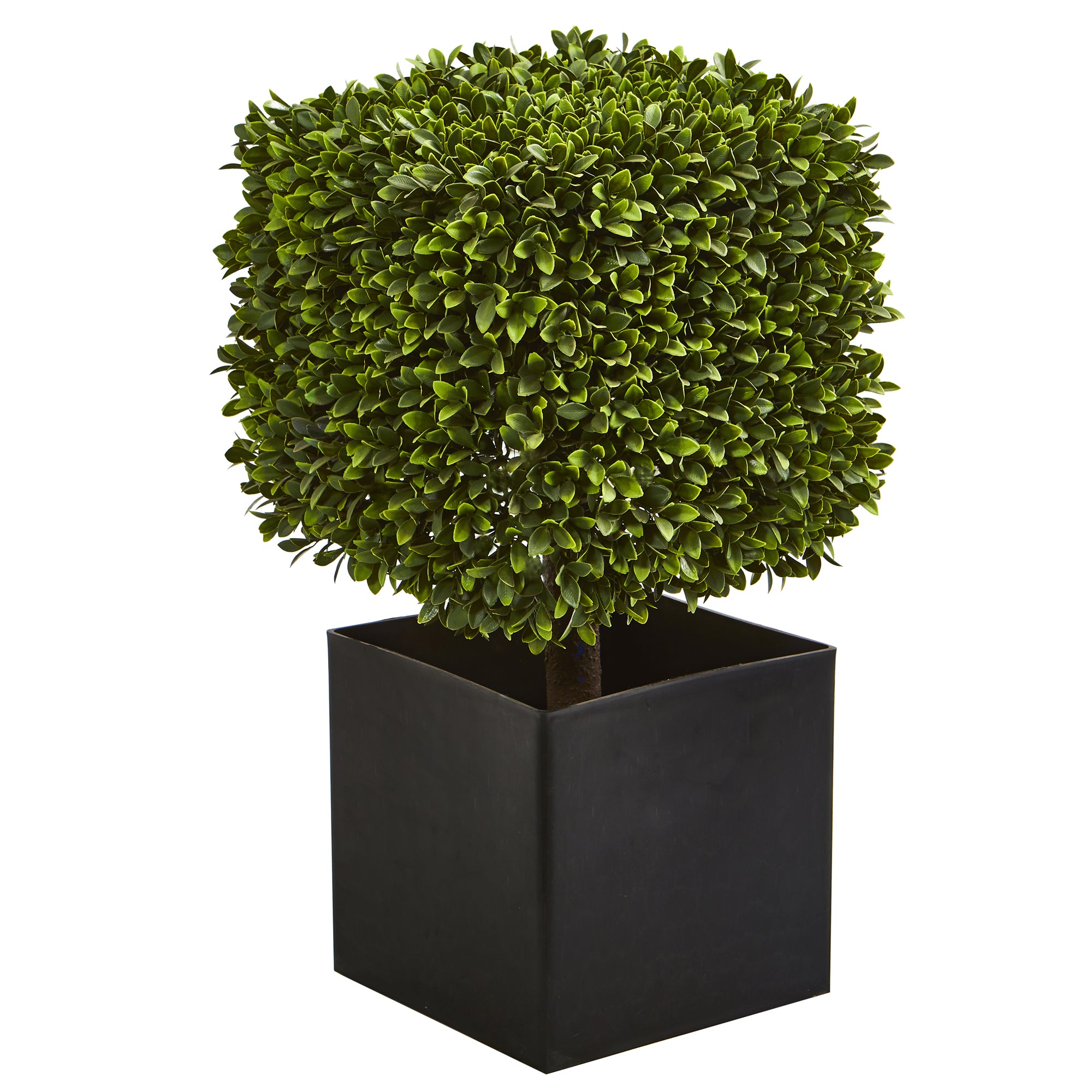 27" Boxwood Plant in Black Planter (indoor/Outdoor)