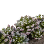 5.5" Succulent Garden w/Textured Concrete Planter