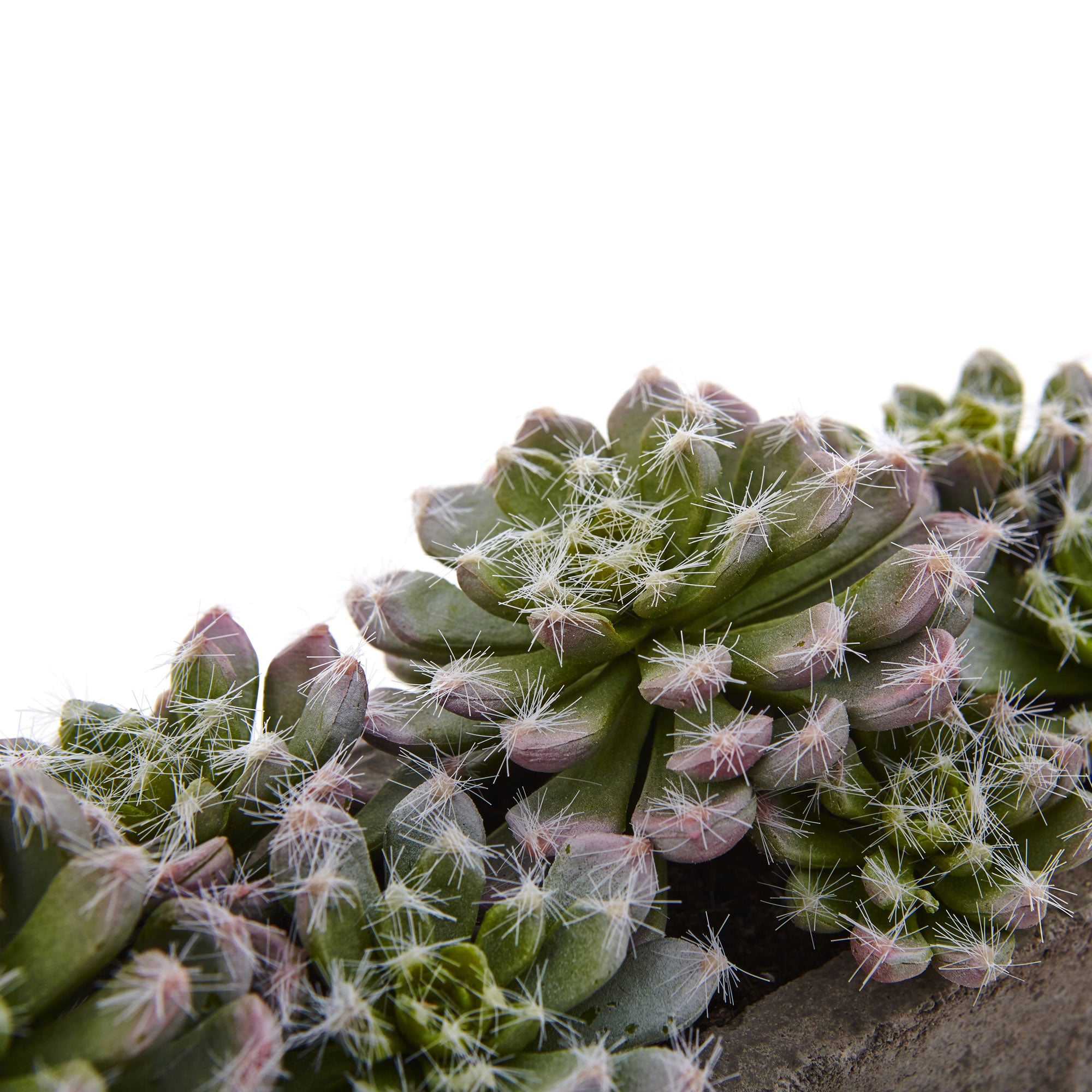 5.5" Succulent Garden w/Textured Concrete Planter