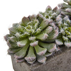 5.5" Succulent Garden w/Textured Concrete Planter