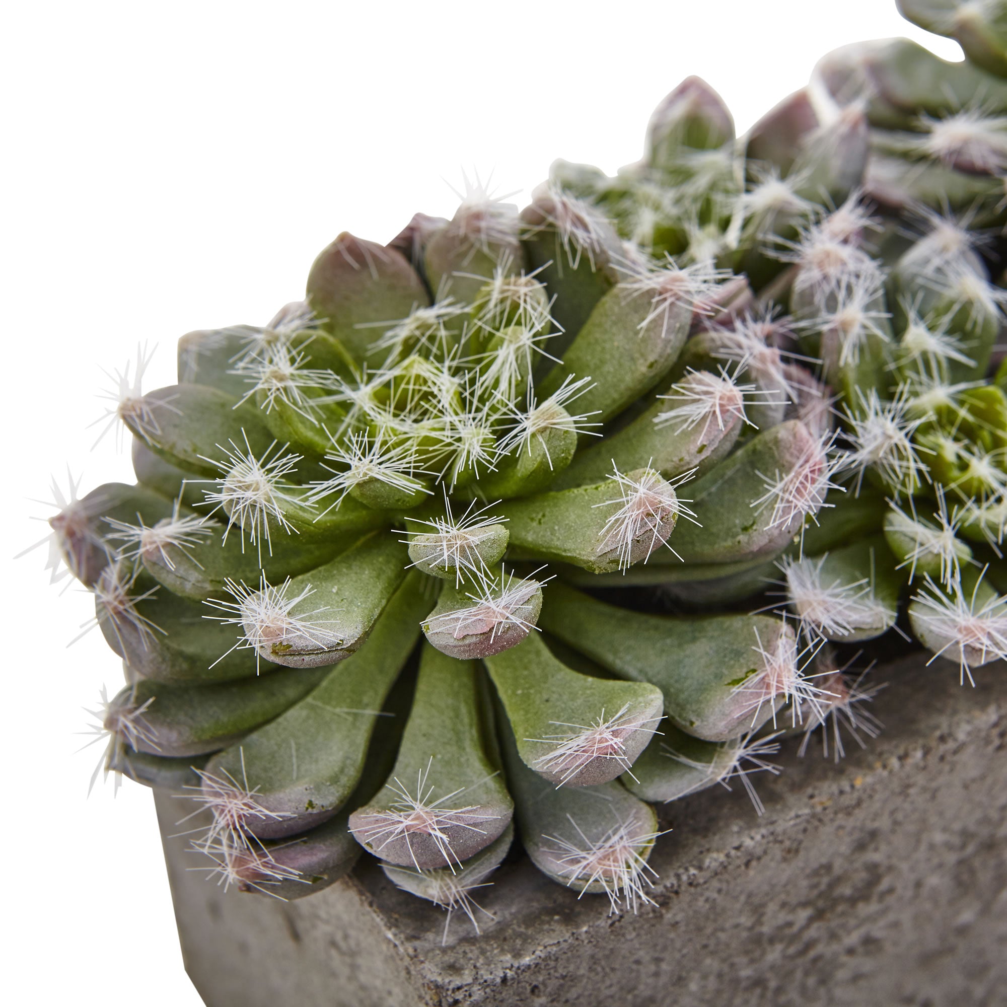5.5" Succulent Garden w/Textured Concrete Planter