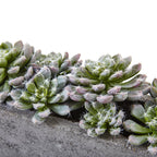 5.5" Succulent Garden w/Textured Concrete Planter