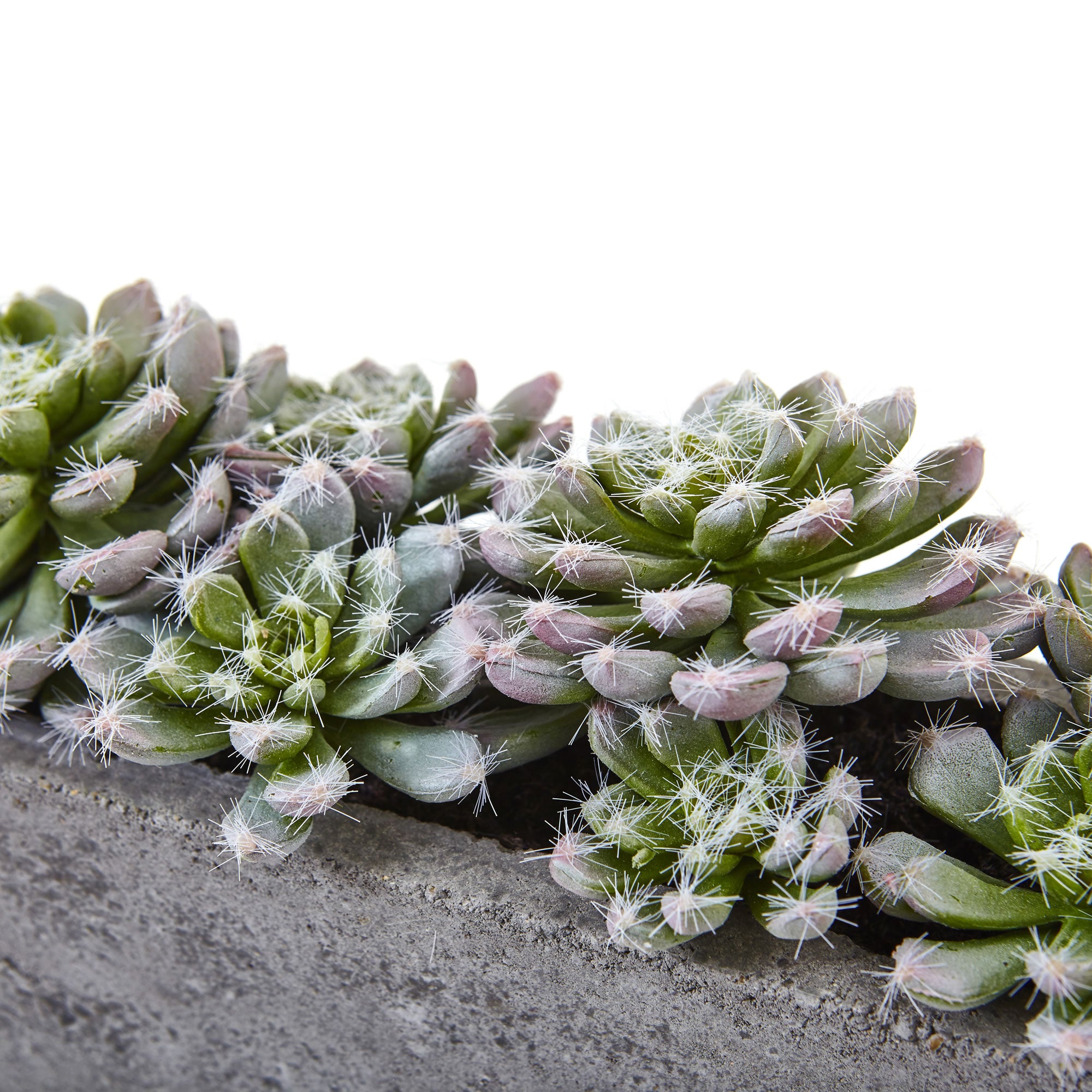 5.5" Succulent Garden w/Textured Concrete Planter