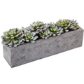 5.5" Succulent Garden w/Textured Concrete Planter