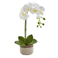 19'' Phalaenopsis Orchid in Ceramic Pot