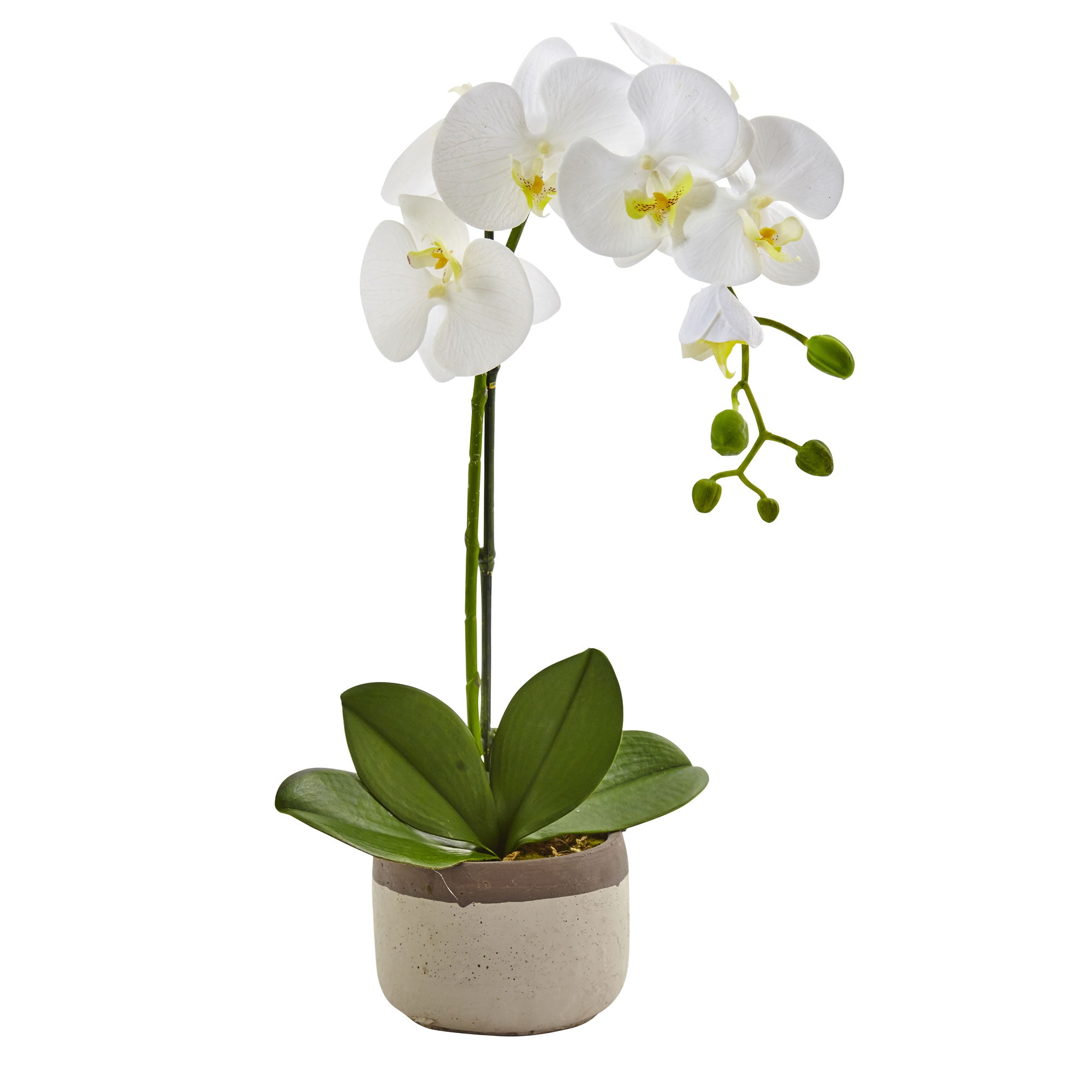 19'' Phalaenopsis Orchid in Ceramic Pot