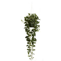 44" Philodendron Hanging Basket
