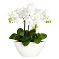 15 Phalaenopsis w/White Vase
