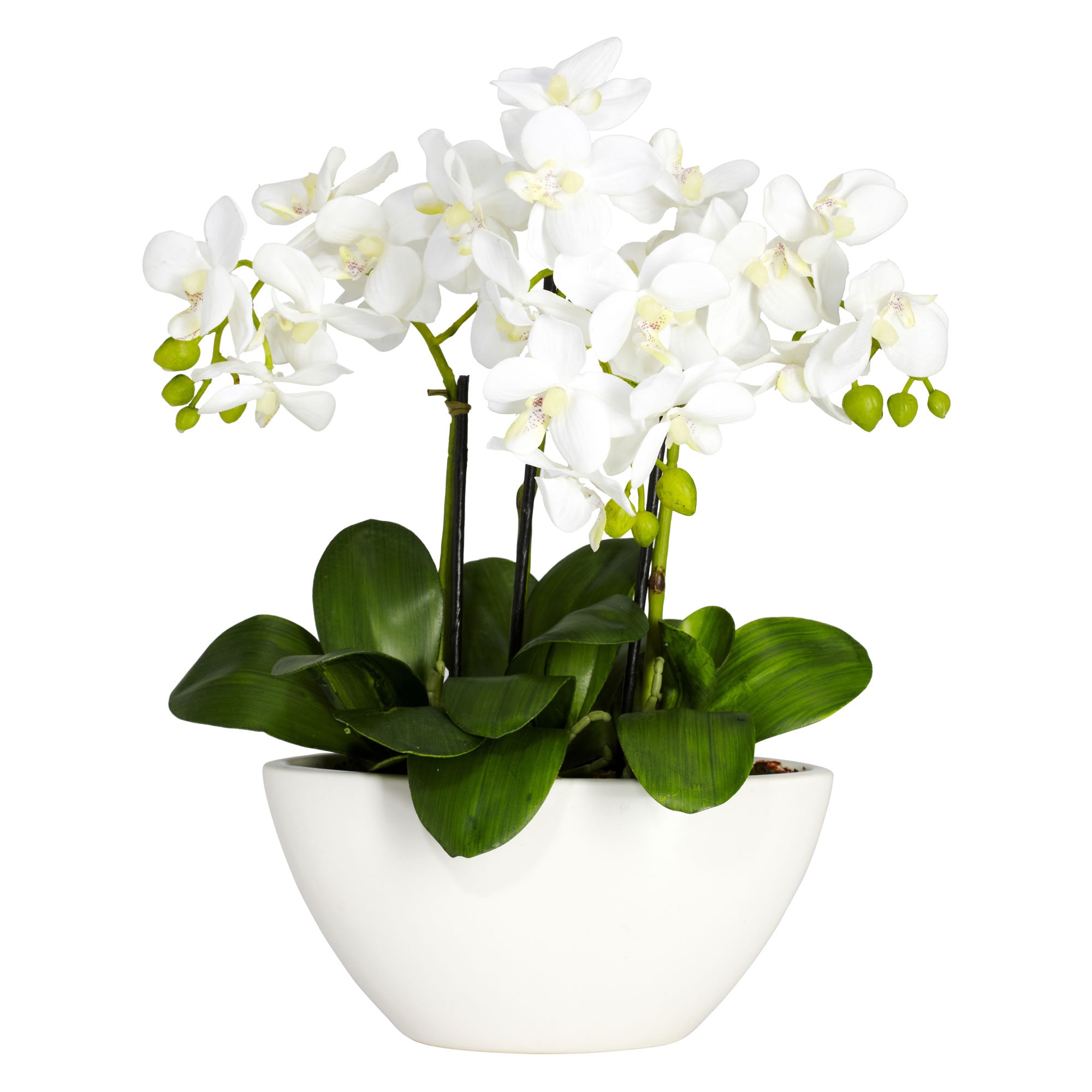 15 Phalaenopsis w/White Vase