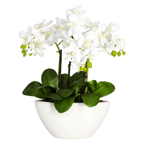 15 Phalaenopsis w/White Vase