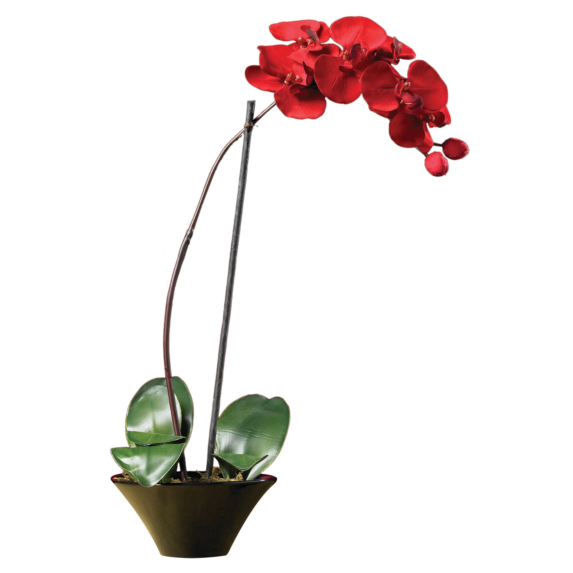 20" Christmas Phalaenopsis