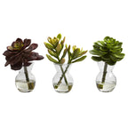 5.5" Succulent Arrangements (Set of 3)
