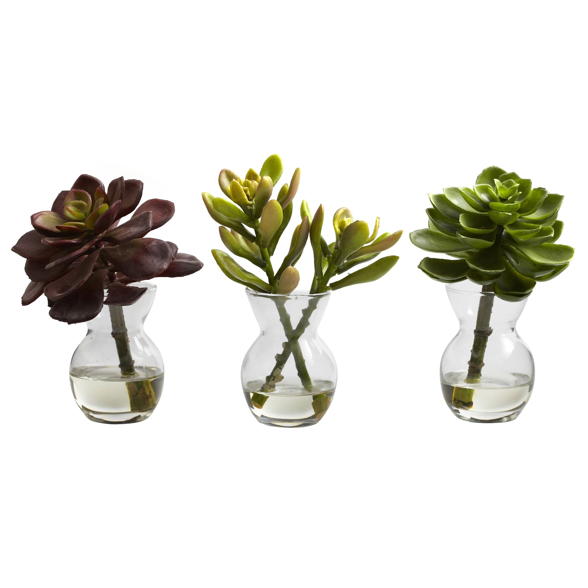 5.5" Succulent Arrangements (Set of 3)