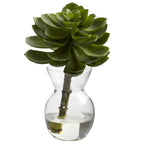 5.5" Succulent Arrangements (Set of 3)