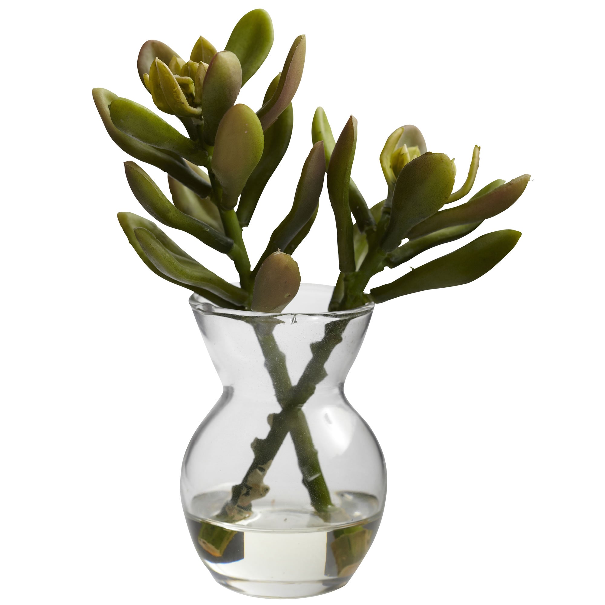5.5" Succulent Arrangements (Set of 3)