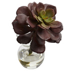 5.5" Succulent Arrangements (Set of 3)