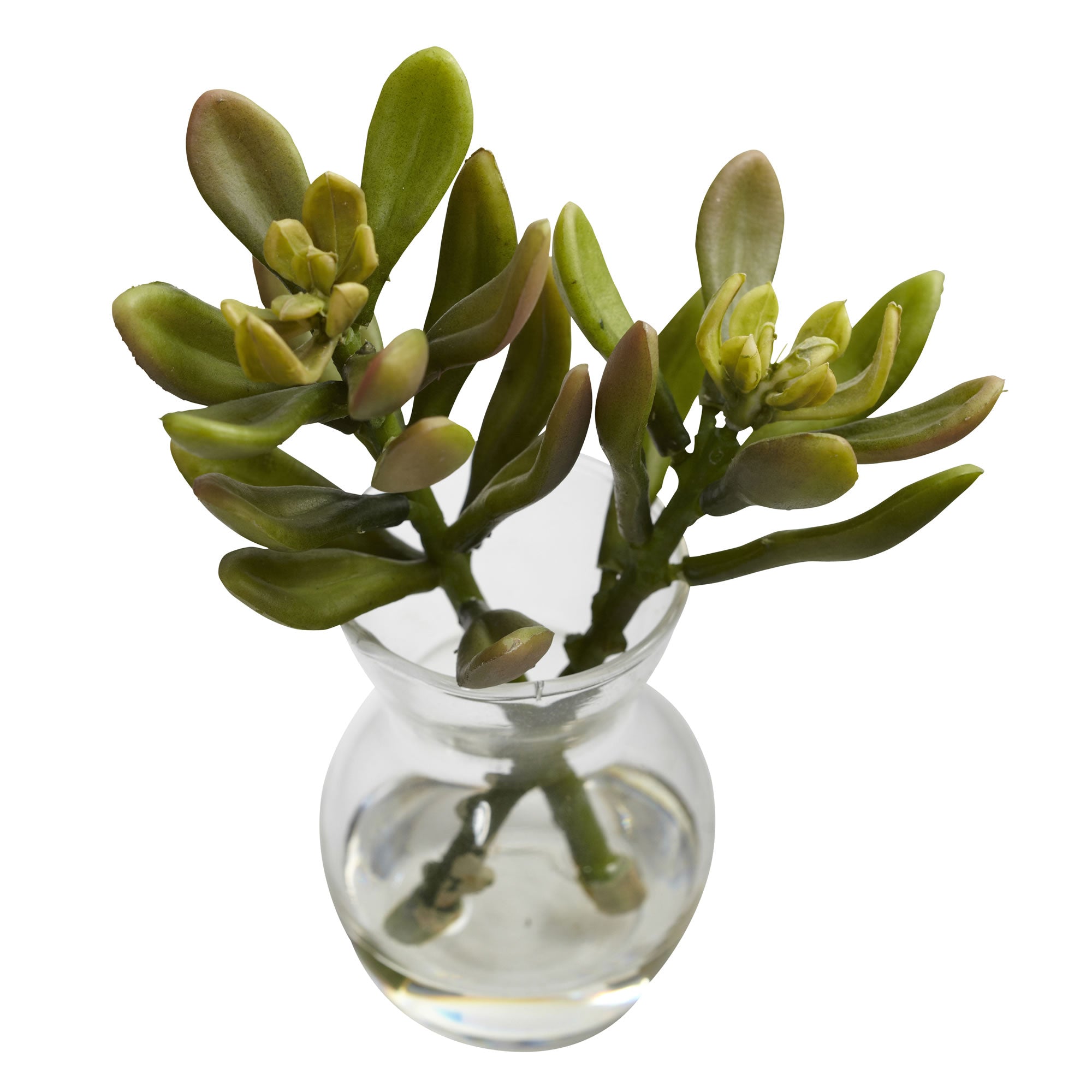 5.5" Succulent Arrangements (Set of 3)
