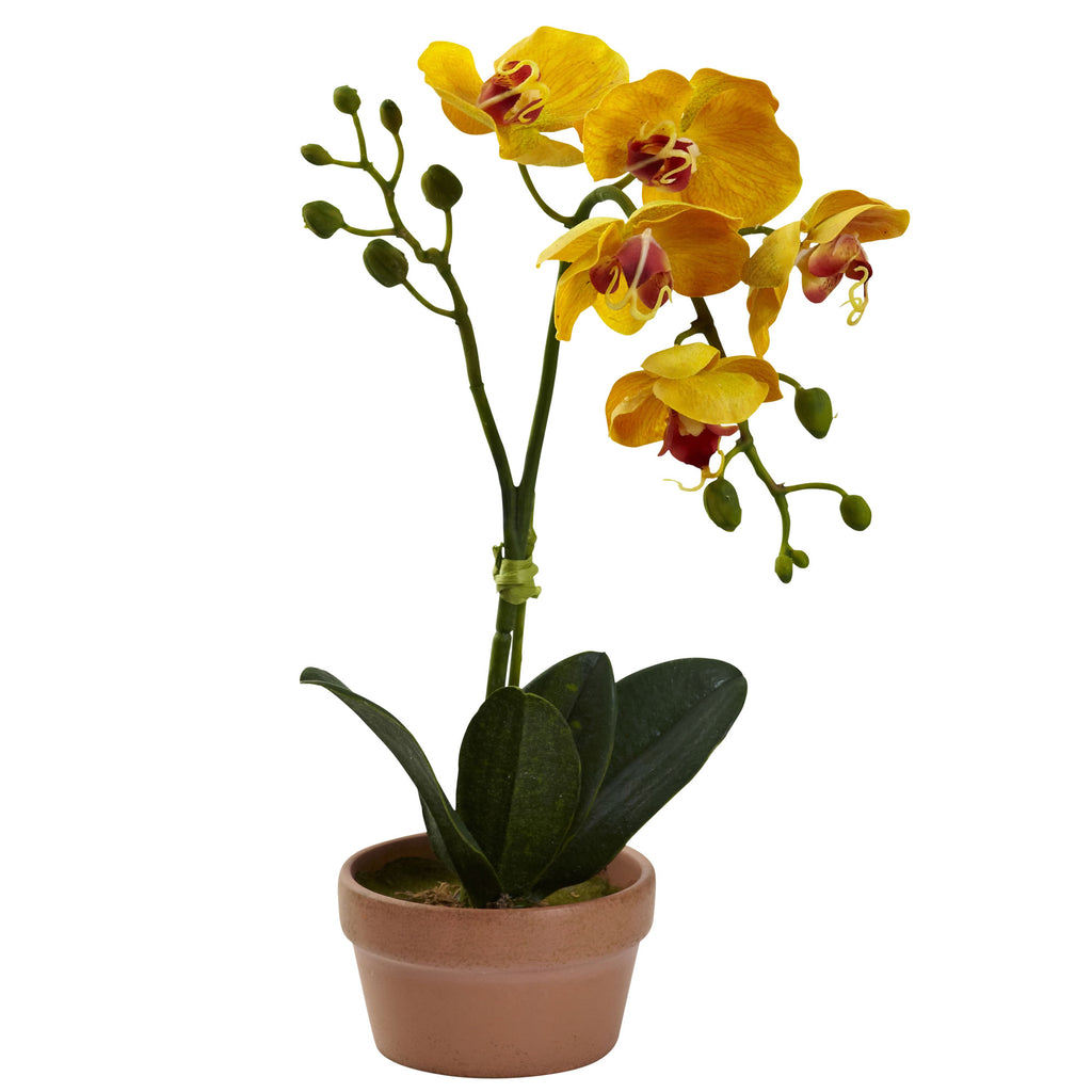 13" Phalaenopsis w/Clay Vase (Set of 4)